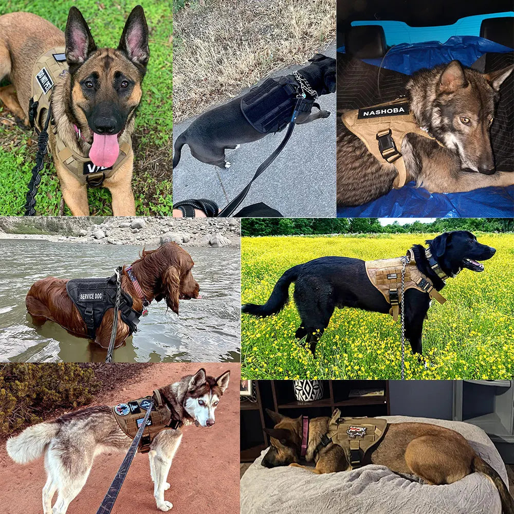 PETRAVELCN Dog Harness And Leash Set Training Vest For Dogs